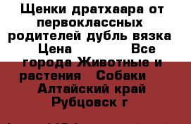 Щенки дратхаара от первоклассных  родителей(дубль вязка) › Цена ­ 22 000 - Все города Животные и растения » Собаки   . Алтайский край,Рубцовск г.